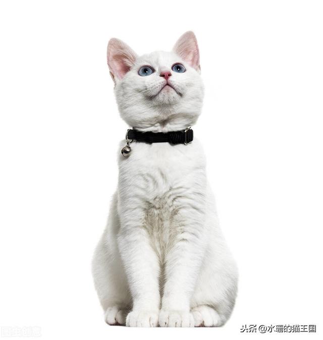宠物救助:领养宠物真的比购买宠物好吗？ 宠物救助站