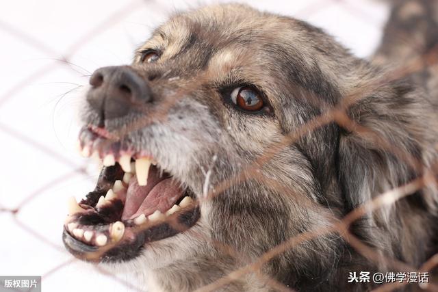成年英国古牧狗图片:我遛的大型犬温驯不咬人，为什么有的行人躲避、老幼害怕？