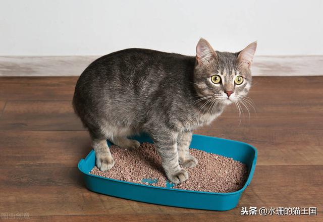 踩到猫了中文版:踩到猫了中文版歌词 猫为什么会把粑粑弄脚上？