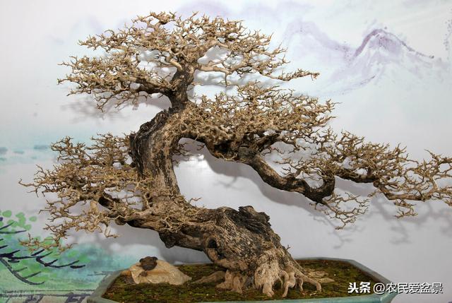 旅游盆景头条最新资讯(旅游盆景头条最新资讯报道)
