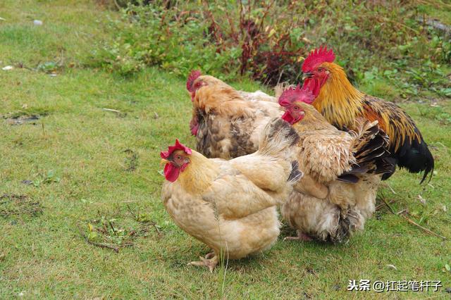 贵圈是什么意思，土鸡价格比圈养鸡贵，但为什么有人会说圈养鸡品质比放养鸡的好