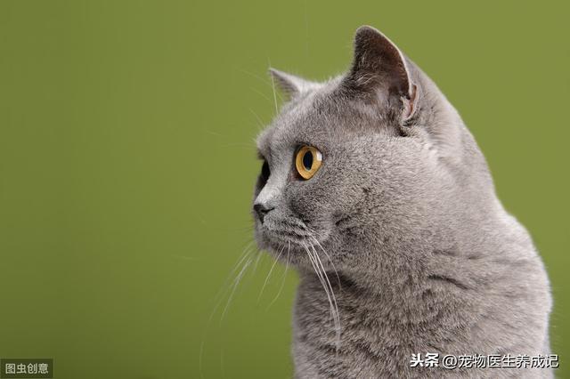 猫尿结晶图片 搜狗图片搜索