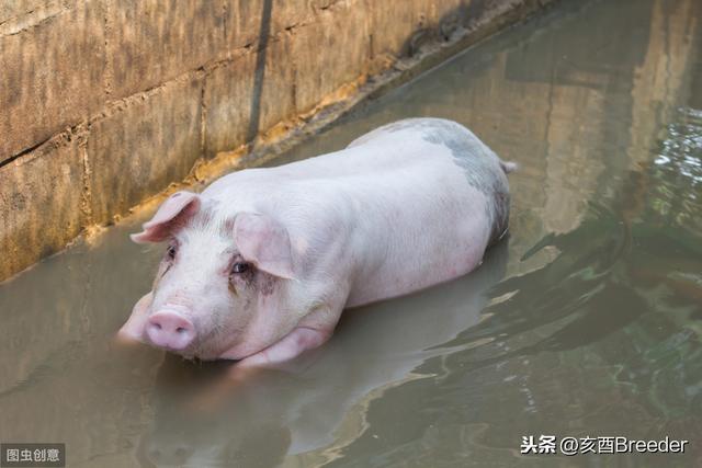 猪身上起红包:猪身上有红点，是什么原因？