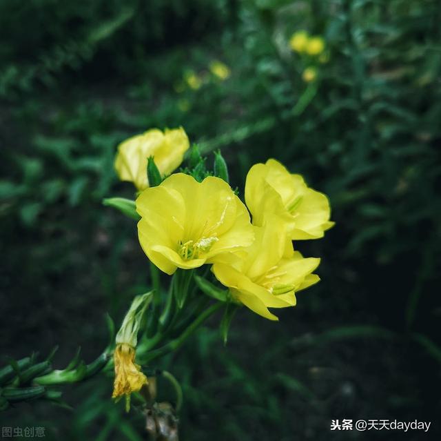 月光花几点开:什么花是在晚上六点开花的？