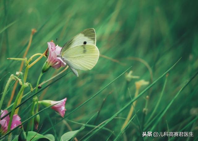 小孩被跳蚤咬的症状图片大全:怎么知道床上有没有跳蚤？