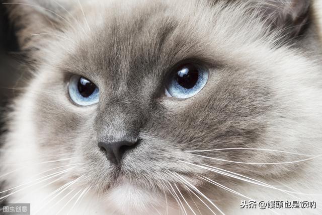 蓝双布偶猫的大概价格:一直想买一只布偶猫，价钱太高，2020年能不能降价？