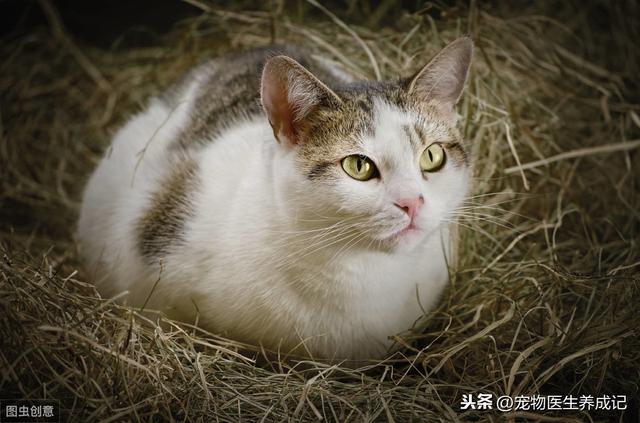 伯曼猫吧:上班的地方有一只怀孕的流浪猫天天来找我怎么办？