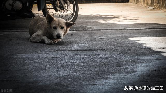 汪星人是什么意思:偶遇流浪的汪星人，您会怎样做？