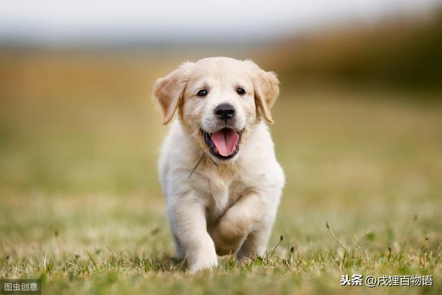 博美犬吃什么钙片好:博美犬幼犬可以吃什么东西？（狗粮除外）？