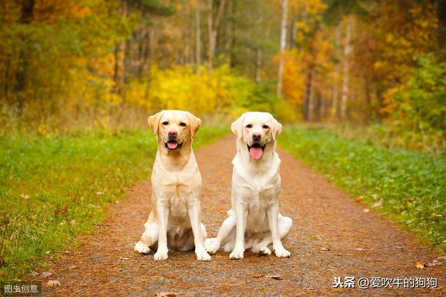 拉布拉多图片 警犬:拉布拉多适合当警犬吗 拉布拉多犬是十大禁养猛犬的其中一种吗？