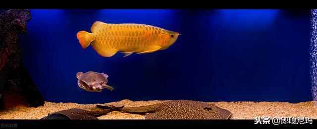 金鱼缸效应:金鱼缸效应又称透明效应 养金鱼的金鱼缸为什么长青苔？有什么解决方法？