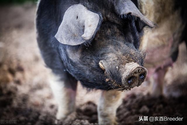 临产母猪粪便硬,如散石状粒粒分开,恐产后炎,请问怎样治理?