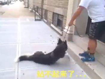 怎么训练狗匍匐前进:遛狗时狗狗趴地不肯走怎么办？