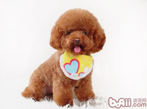 贵宾犬美容:贵宾跟泰迪的区别是什么？ 贵宾犬美容造型