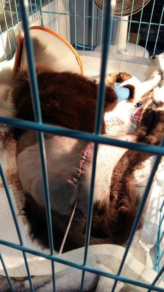 奶妈贵宾网相册:被人问“养土狗干啥？冬天吃吗？”难道土狗就不能当宠物养吗？