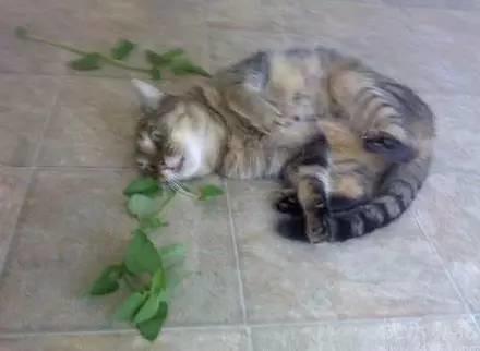 猫薄荷对猫有什么作用危害:猫薄荷对猫有什么作用? 猫薄荷到底是个什么鬼？对猫有危害吗？