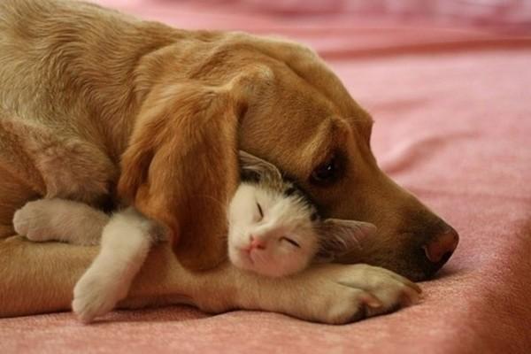 康熙宠物诊疗室三:猫和狗能否一起养？为什么？ 康熙来了宠物诊疗室3