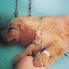 豆柴小犬免费观看完整版:有什么办法可以防止狗狗患上细小？ 豆柴小犬的电影