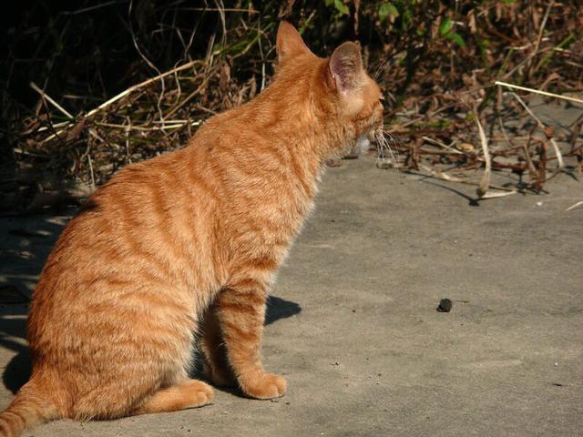 中国狸花猫在美国多少钱一只:狸花猫和虎皮猫有什么区别？你更喜欢哪种？