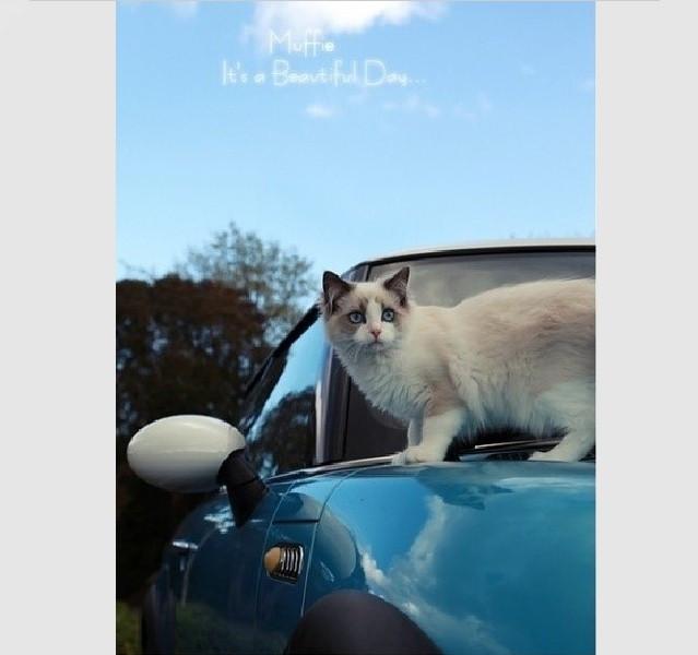 世界猫咪品种介绍:世界上的四大名猫是什么猫？为什么？