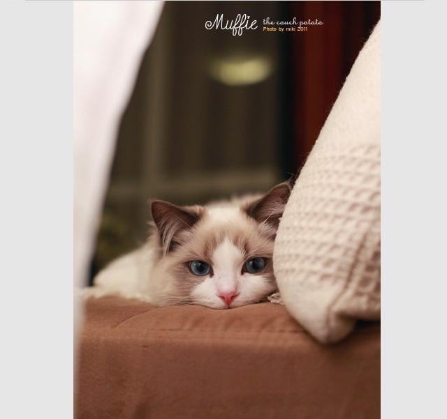 世界猫咪品种介绍:世界上的四大名猫是什么猫？为什么？