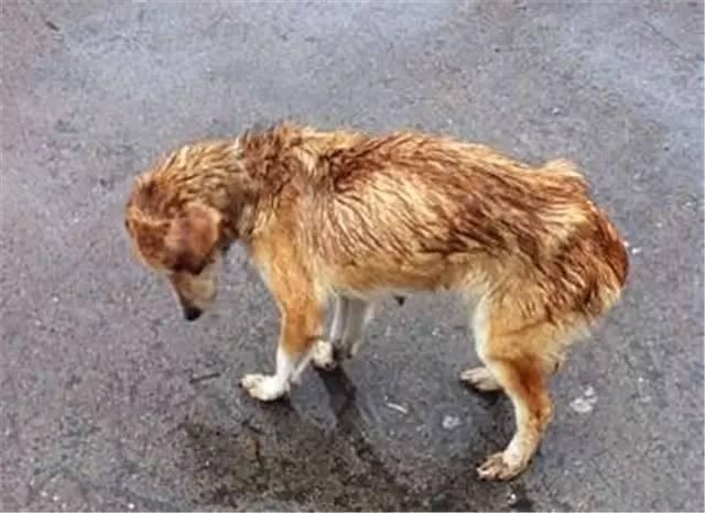 下雨天怎么遛狗，为什么说下雨千万别出去遛狗