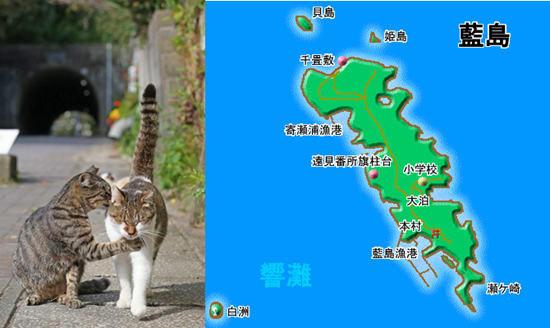 山田三毛猫:三毛滴虫猫 为什么日本人养猫的非常多？