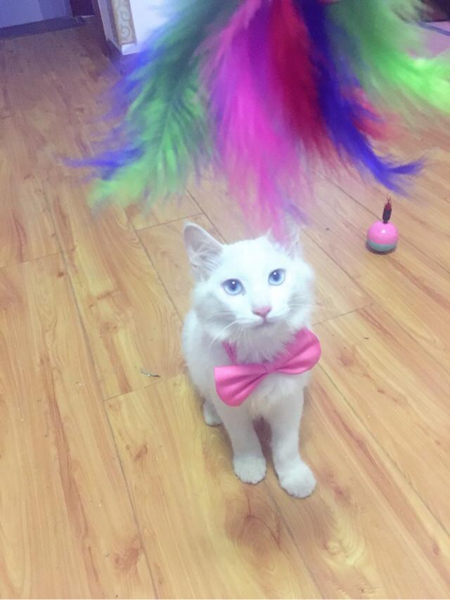 猫咪减肥:求猫猫的减肥方法？热量低的猫粮怎么看？ 猫咪减肥吃什么猫粮