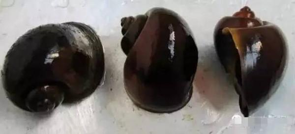 中国淡水螺的种类及图片大全:食用淡水螺的种类及图片大全 福寿螺能吃吗？和田螺有什么区别？