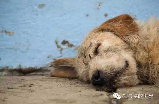 流浪狗和流浪猫精彩片段:为什么有那么多的流浪狗、流浪猫，却没见过流浪猪？