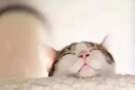 超萌猫咪动态图片:为什么有些人很喜欢养猫？