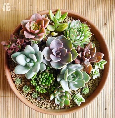 翡翠景天几天浇一次水:多肉植物浇水多久浇一次,每次都需要浇透吗？