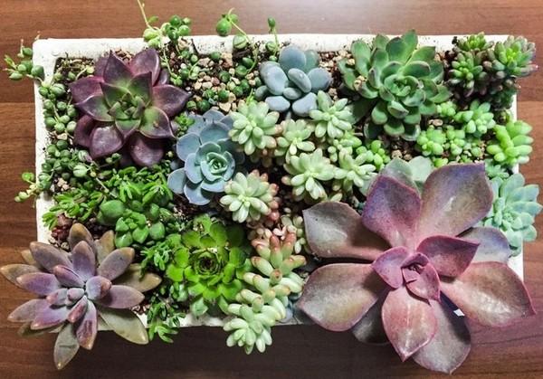 翡翠景天几天浇一次水:多肉植物浇水多久浇一次,每次都需要浇透吗？