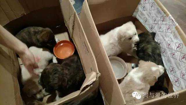 流浪狗和流浪猫精彩片段:为什么有那么多的流浪狗、流浪猫，却没见过流浪猪？