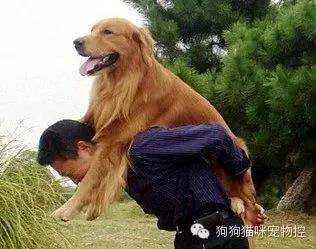 男孩被迫娶狗为妻:我离过婚，还有一个孩子，为什么还是有那么多男人追求我？