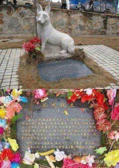 男孩被迫娶狗为妻:我离过婚，还有一个孩子，为什么还是有那么多男人追求我？