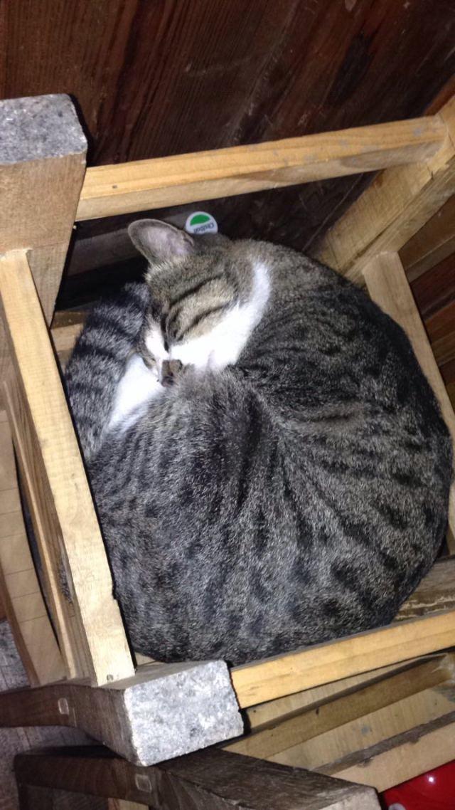 什么品种的猫智商最高,有何依据？
