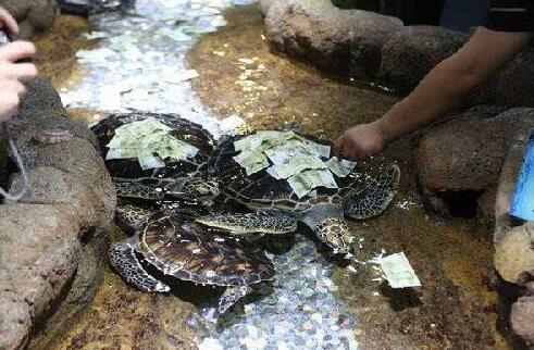 雷峰塔被扔成钱山，为什么中国人喜欢往景区水池里扔硬币
