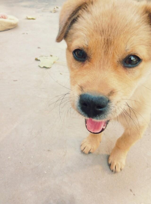 银狐犬图片:银狐犬便秘吃白菜吗，银狐犬便秘喂白菜管用吗？