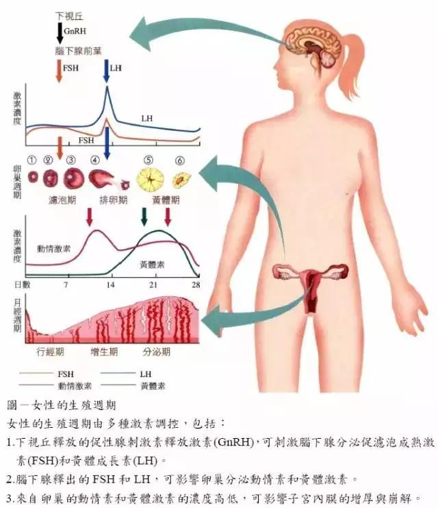 女性经期注意事项:女性痛经，平常应注意什么？