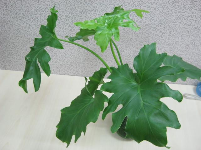 细叶变叶木:细叶变叶木的养殖方法和注意事项 哪些植物能起到给室内加湿的效果？