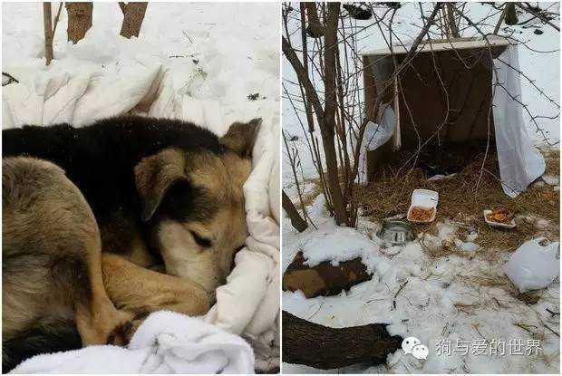 流浪狗和流浪猫精彩片段:为什么有那么多的流浪狗、流浪猫，却没见过流浪猪？