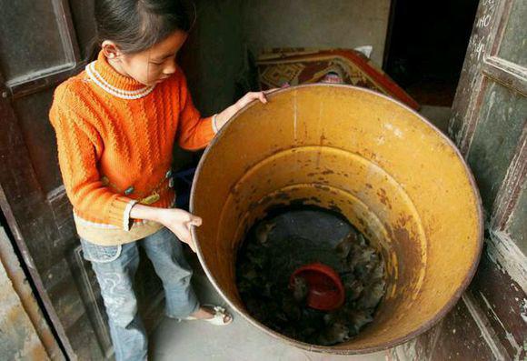 食人巨鼠:越南人为什么如此喜欢吃老鼠