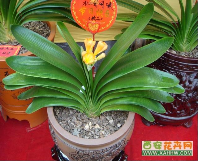 中国最贵君子兰价格:最贵的君子兰图片多少钱 君子兰的价格为什么能上千万？