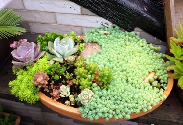 翡翠景天几天浇一次水:多肉植物浇水多久浇一次,每次都需要浇透吗？