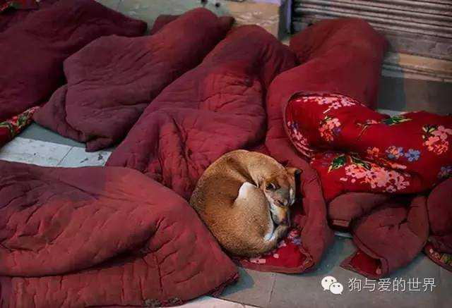 流浪狗和流浪猫精彩片段:为什么有那么多的流浪狗、流浪猫，却没见过流浪猪？