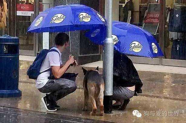 流浪狗和流浪猫精彩片段:为什么有那么多的流浪狗、流浪猫，却没见过流浪猪？