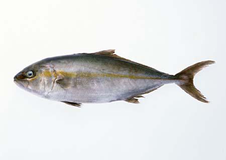 哪些鱼含有甲醛和重金属，海产中检测出“甲醛”正常吗哪些海产甲醛含量最高