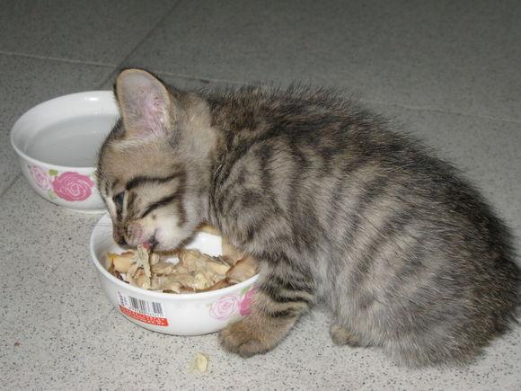 人民币 猫:养的猫不能喂人吃的饭菜只能喂猫粮吗？