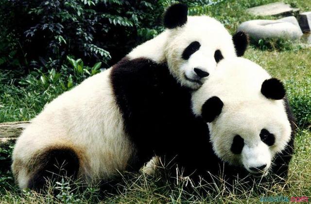 为什么大熊猫是“国宝”？(大熊猫长相潦草走红皮e)